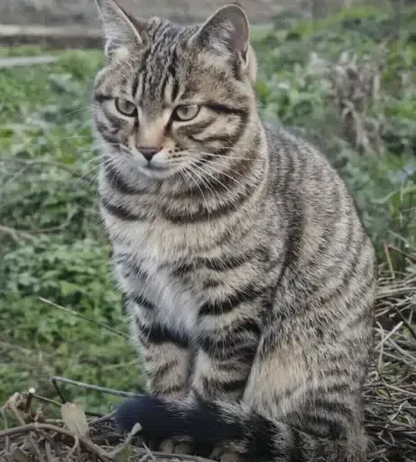 狸花猫