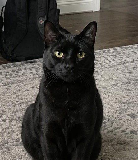 Ollie