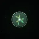 LIFE