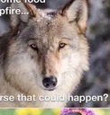 WOLFDOG