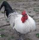 Sanyi
