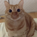 cheesecat
