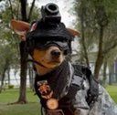CHIHUAHUA