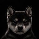 Inu