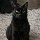 Ollie