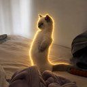 Meercat