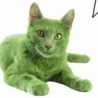 pumpcat