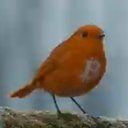 BITROBIN