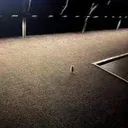 Mousie