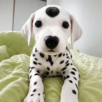 SPOT