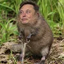 MUSKRAT