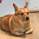JohnDog