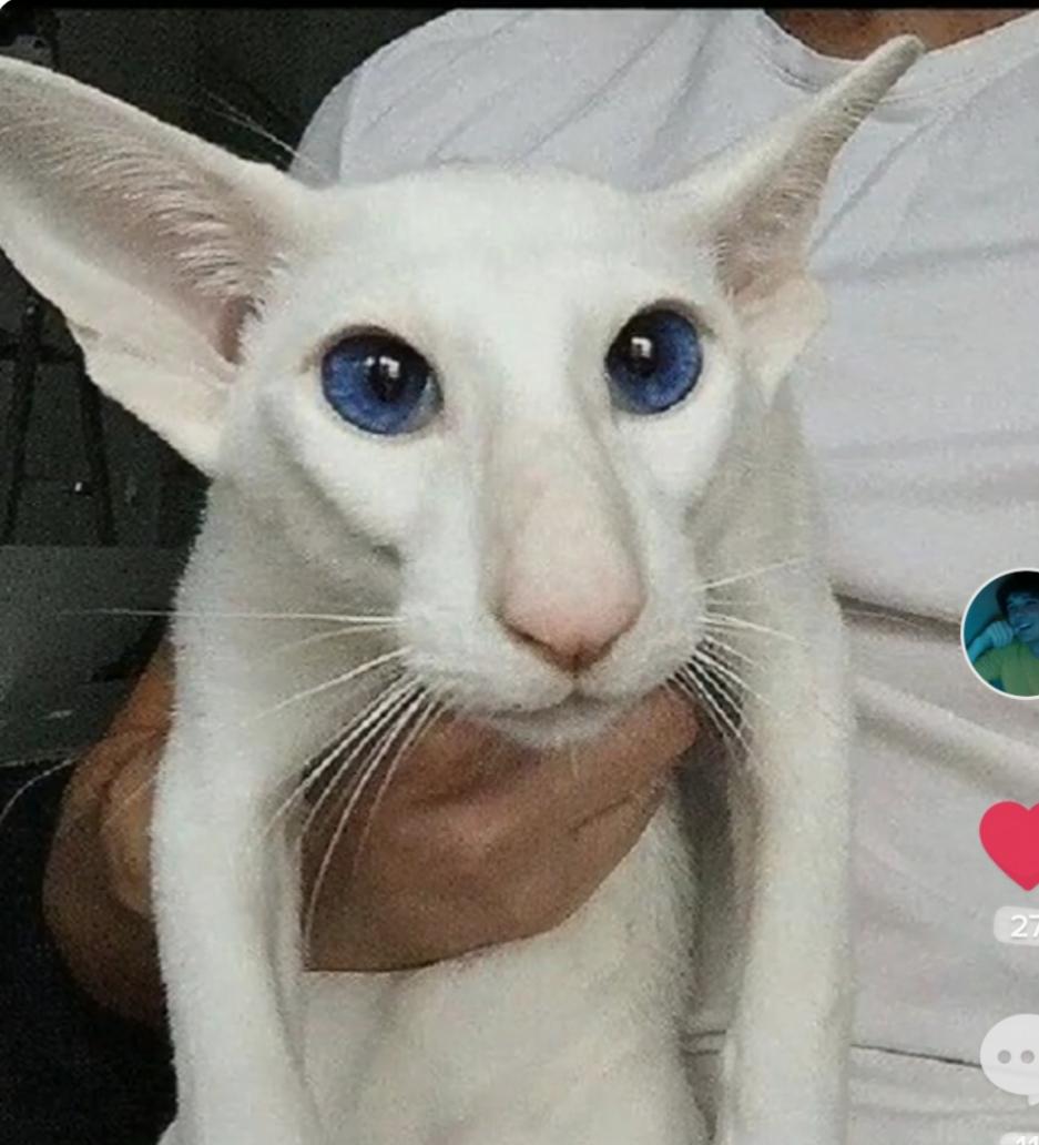 PANTERO