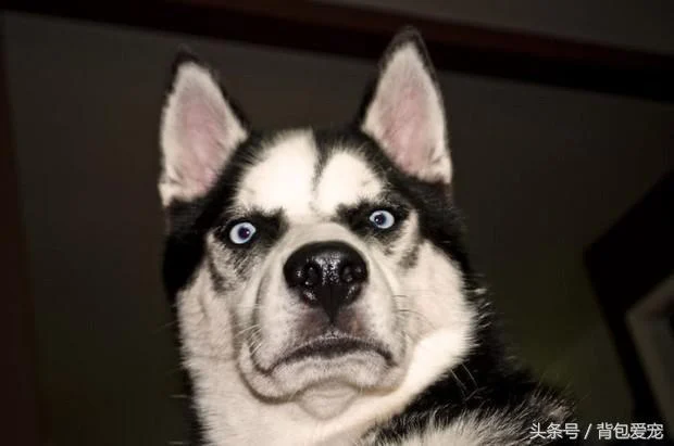 Husky
