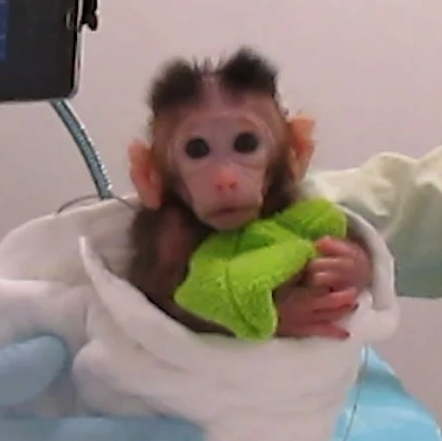 LABMONKEY