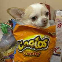 CHIDOG