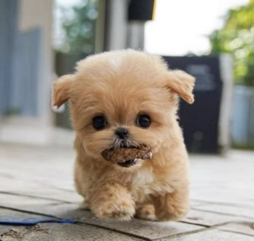 Mignon