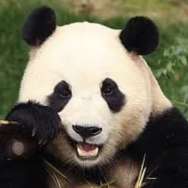 FUBAO