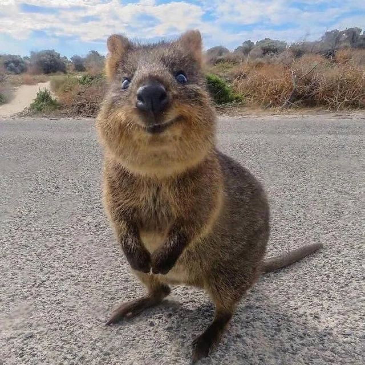 Gus