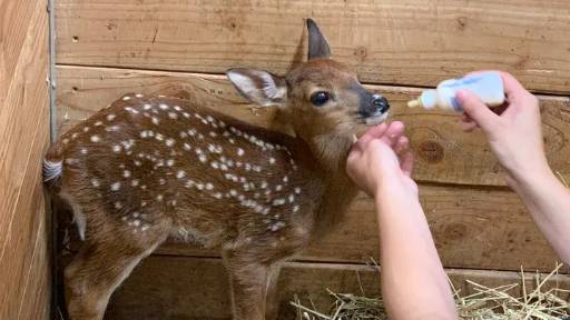 Rudolph the Deer logo