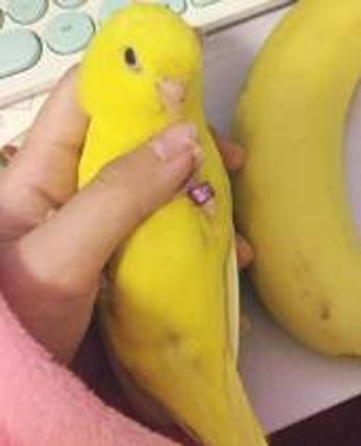 birdnana