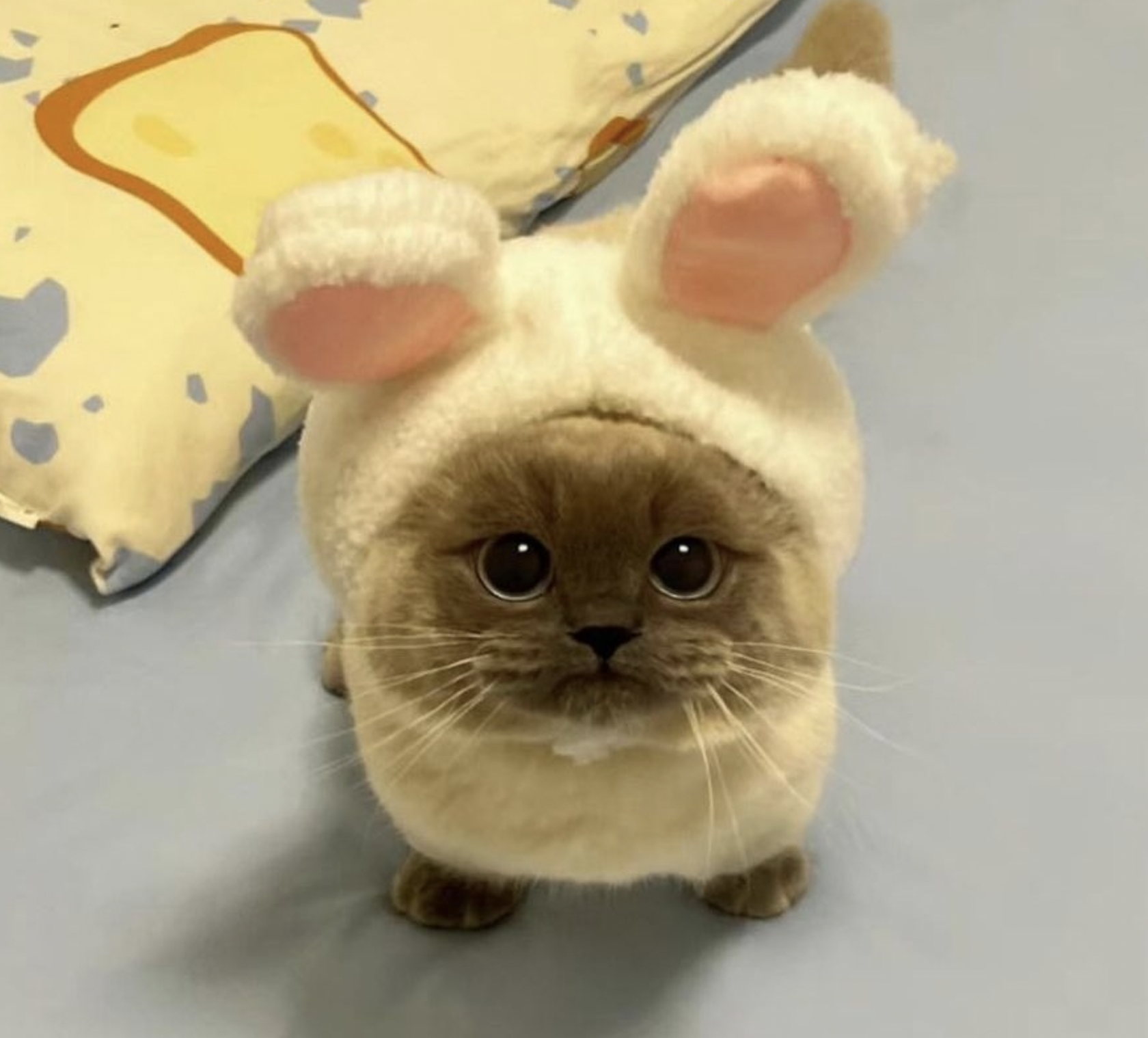 BUN