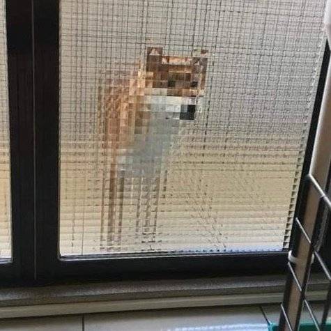 QDOG