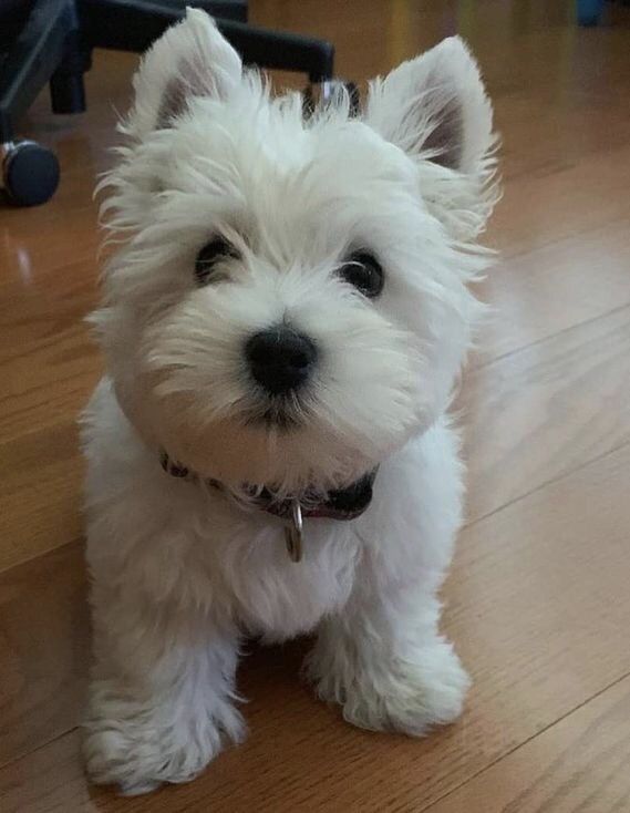 nova