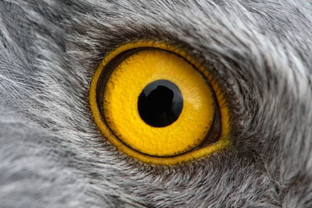 Birde