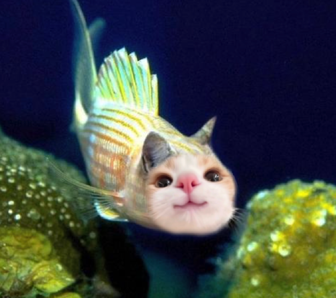 kittyfish