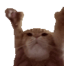 Yaycat