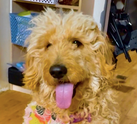 GRACIE