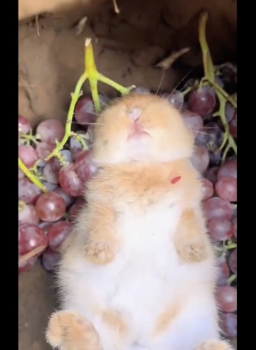 BUNNY