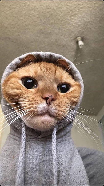 HoodieCat