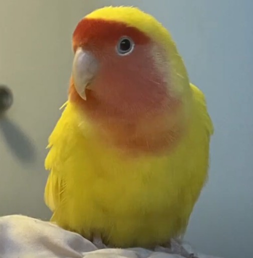 TWEEDY