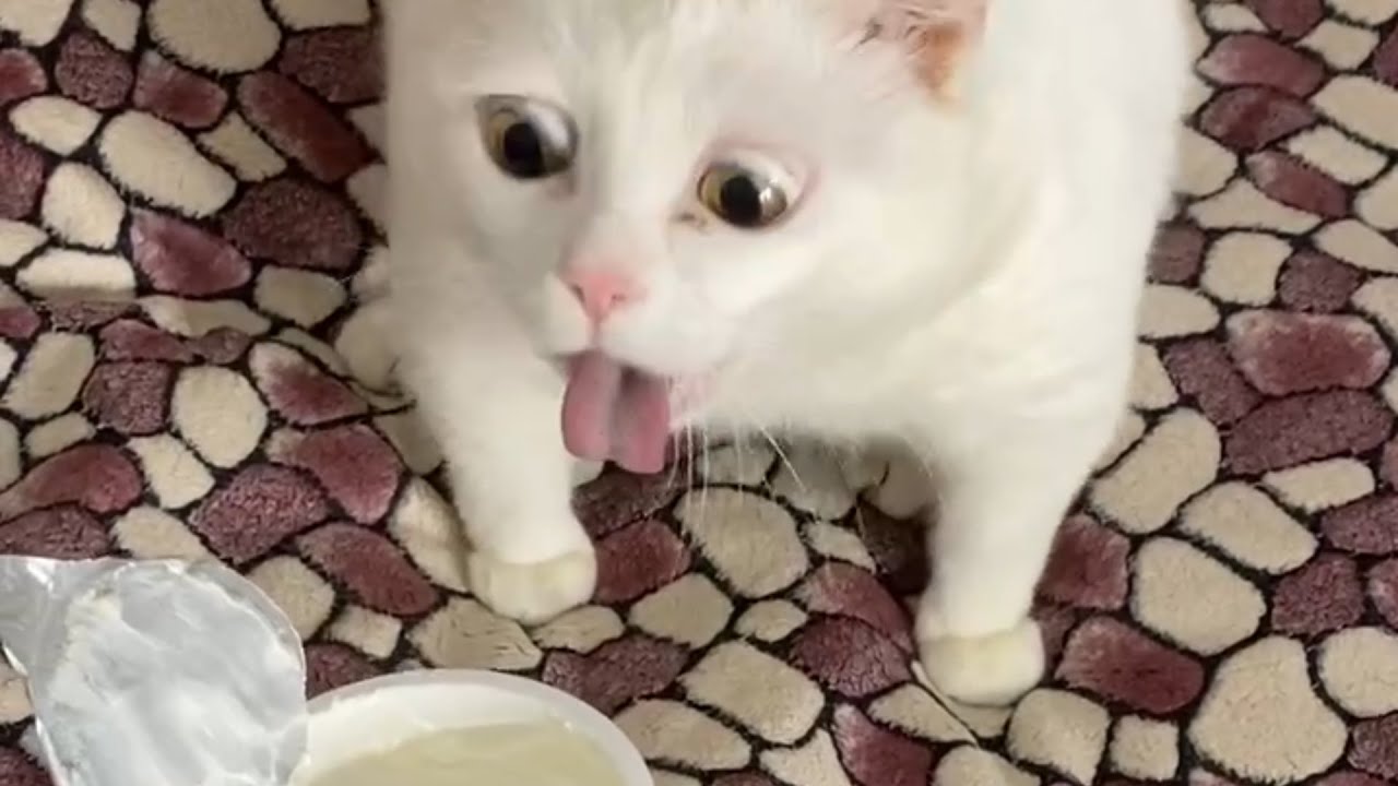 shit