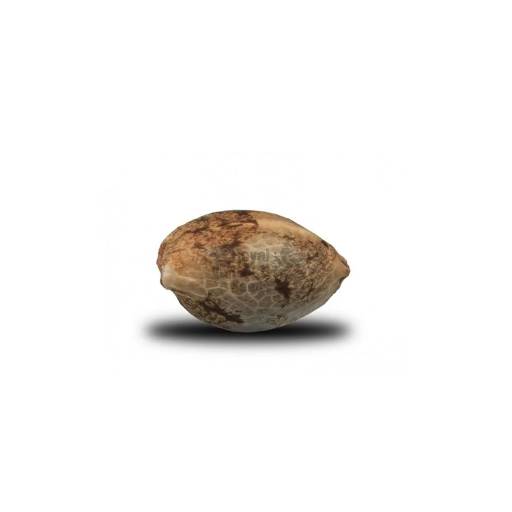SEED