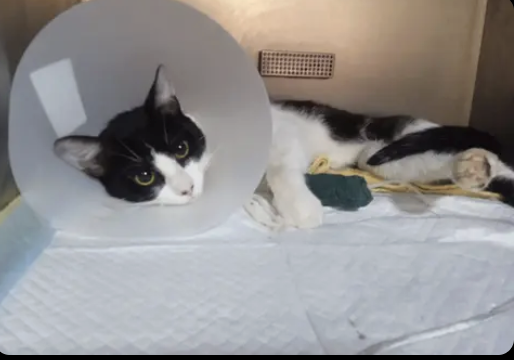 LOKI