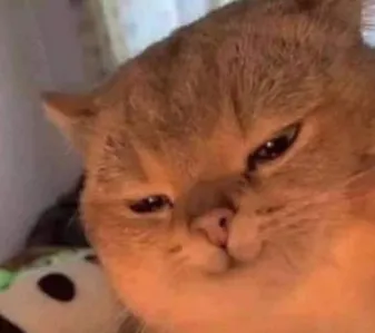 IranCat