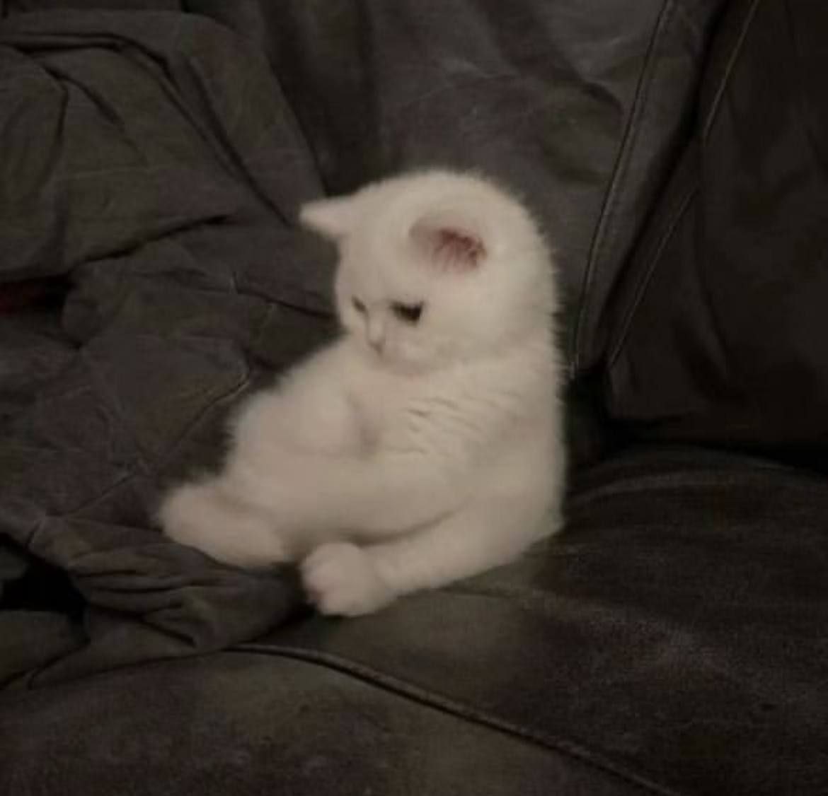 fifi