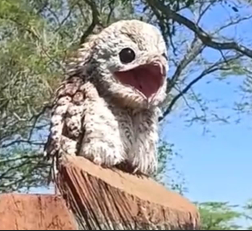 Potoo