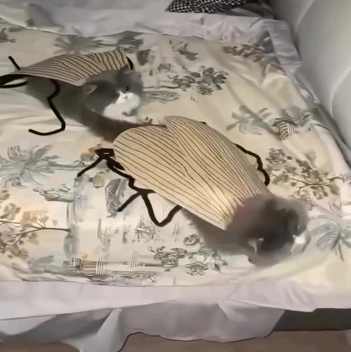 Flycat