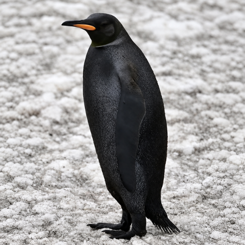 NENGUIN