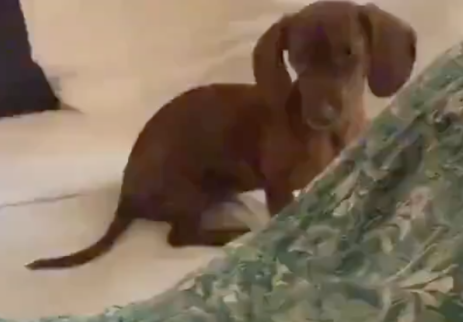 spankdog