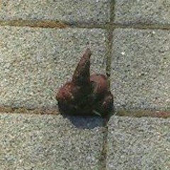 DS