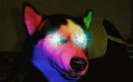 FOMODOG