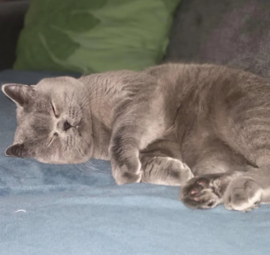 sleep cat