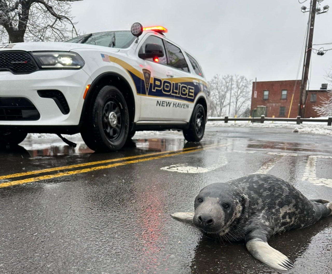seal