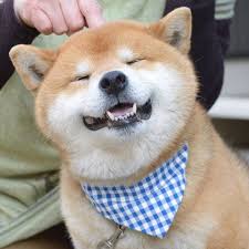 Hachi