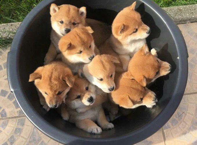 DOGES